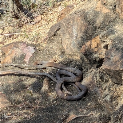 Pseudonaja textilis (Eastern Brown Snake) at Uriarra Village, ACT - 28 Sep 2024 by RobynHall