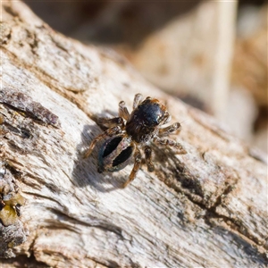 Maratus chrysomelas at Throsby, ACT - 28 Sep 2024