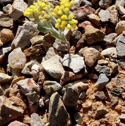 Rhodanthe tietkensii at Bedourie, QLD - 21 Aug 2024 by Paul4K