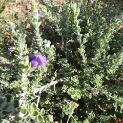 Eremophila obovata at Bedourie, QLD - 21 Aug 2024 by Paul4K