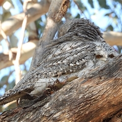 Podargus strigoides (Tawny Frogmouth) at Kambah, ACT - 28 Sep 2024 by LinePerrins