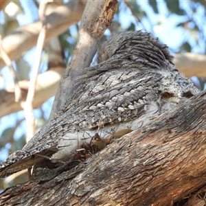 Podargus strigoides at Kambah, ACT - suppressed