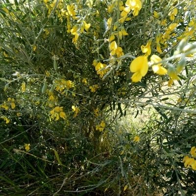 Crotalaria eremaea (Bluebush Pea) at Bedourie, QLD - 21 Aug 2024 by Paul4K