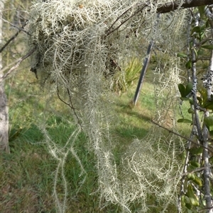 Usnea sp. (genus) at Charleys Forest, NSW - 28 Sep 2024