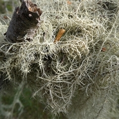 Usnea sp. (genus) at Charleys Forest, NSW - 28 Sep 2024