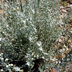 Teucrium racemosum (Grey Germander) at Bedourie, QLD - 21 Aug 2024 by Paul4K