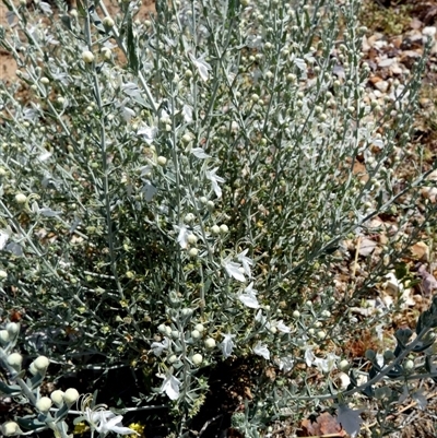 Teucrium racemosum (Grey Germander) at Bedourie, QLD - 21 Aug 2024 by Paul4K