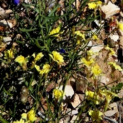 Goodenia sp. (Goodenia) at Bedourie, QLD - 21 Aug 2024 by Paul4K