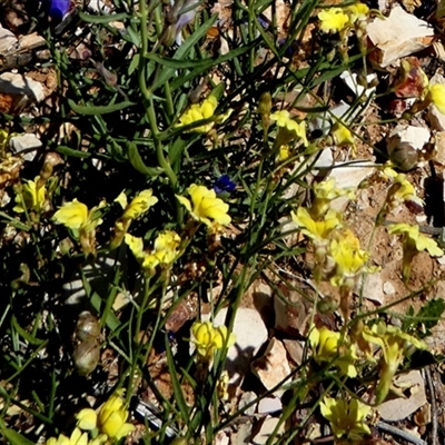 Goodenia sp. (Goodenia) at Bedourie, QLD - 21 Aug 2024 by Paul4K