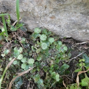 Marchantia sp. (genus) at Charleys Forest, NSW - suppressed