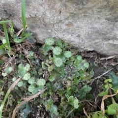 Marchantia sp. (genus) at Charleys Forest, NSW - suppressed