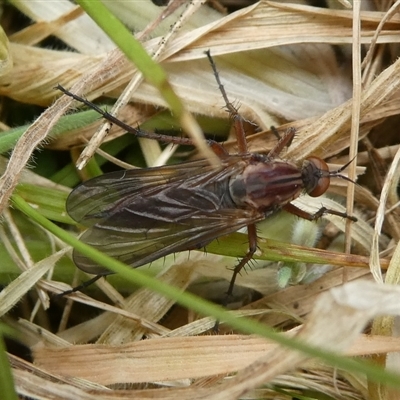 Therevidae (family) (Unidentified stiletto fly) at Charleys Forest, NSW - 27 Sep 2024 by arjay