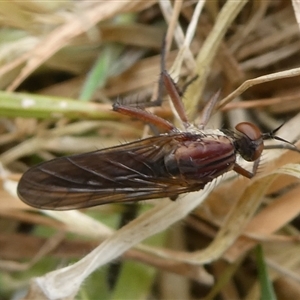 Therevidae (family) at Charleys Forest, NSW - 27 Sep 2024