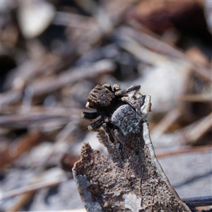 Maratus vespertilio at Throsby, ACT - suppressed