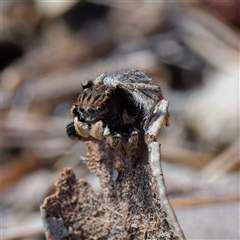 Maratus vespertilio at Throsby, ACT - suppressed