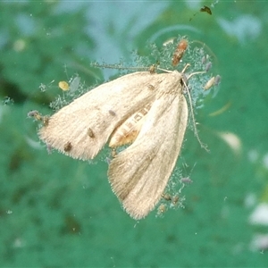 Lepidoptera unclassified ADULT moth at Charleys Forest, NSW - suppressed