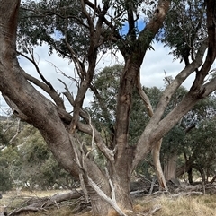 Eucalyptus dives (Broad-leaved Peppermint) at Lawson, ACT - 28 Sep 2024 by lbradley