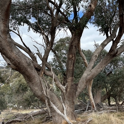 Eucalyptus dives (Broad-leaved Peppermint) at Lawson, ACT - 28 Sep 2024 by lbradley