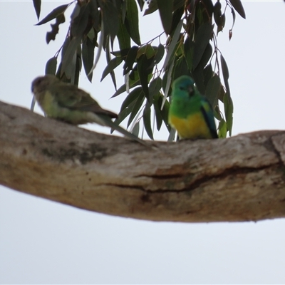 Psephotus haematonotus (Red-rumped Parrot) at Lawson, ACT - 28 Sep 2024 by lbradley