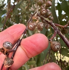 Eucalyptus blakelyi at Lawson, ACT - 28 Sep 2024 11:13 AM