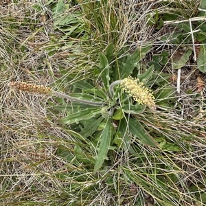 Plantago varia at Lawson, ACT - 28 Sep 2024 11:28 AM