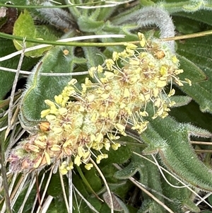 Plantago varia at Lawson, ACT - 28 Sep 2024 11:28 AM