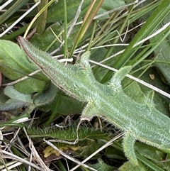 Plantago varia at Lawson, ACT - 28 Sep 2024 11:28 AM