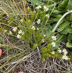 Asperula conferta (Common Woodruff) at Lawson, ACT - 28 Sep 2024 by lbradley