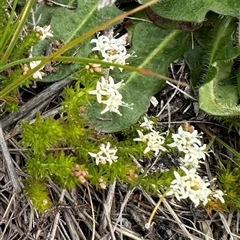 Asperula conferta at Lawson, ACT - 28 Sep 2024