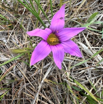 Romulea rosea (Onion Grass) at Lawson, ACT - 28 Sep 2024 by lbradley