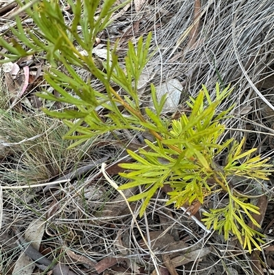 Grevillea sp. (Grevillea) at Aranda, ACT - 28 Sep 2024 by lbradley