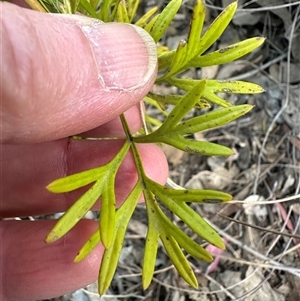 Grevillea sp. at Aranda, ACT - 28 Sep 2024 04:53 PM