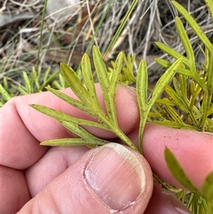 Grevillea sp. at Aranda, ACT - 28 Sep 2024