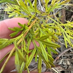 Grevillea sp. at Aranda, ACT - 28 Sep 2024 04:53 PM