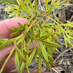 Grevillea sp. at Aranda, ACT - 28 Sep 2024 04:53 PM