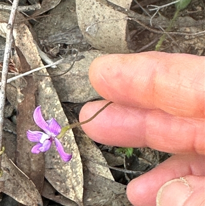 Glossodia major (Wax Lip Orchid) at Aranda, ACT - 28 Sep 2024 by lbradley