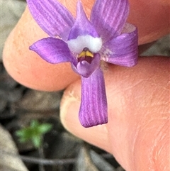 Glossodia major at Aranda, ACT - suppressed