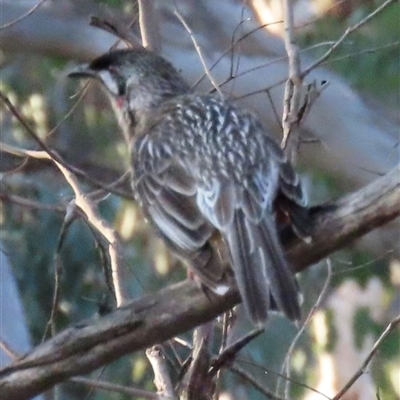 Anthochaera carunculata (Red Wattlebird) at Aranda, ACT - 28 Sep 2024 by lbradley