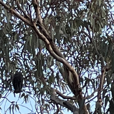 Callocephalon fimbriatum (Gang-gang Cockatoo) at Greenleigh, NSW - 28 Sep 2024 by Dixie