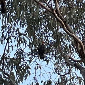 Callocephalon fimbriatum at Greenleigh, NSW - suppressed