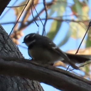 Rhipidura albiscapa at Aranda, ACT - 28 Sep 2024