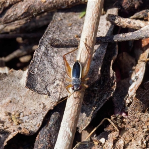 Trigonidium (Balamara) albovittatum at Throsby, ACT - 28 Sep 2024 01:32 PM