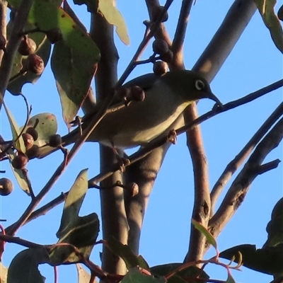 Zosterops lateralis (Silvereye) at Aranda, ACT - 28 Sep 2024 by lbradley