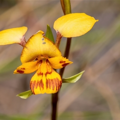 Diuris nigromontana (Black Mountain Leopard Orchid) at Bruce, ACT - 28 Sep 2024 by Cmperman