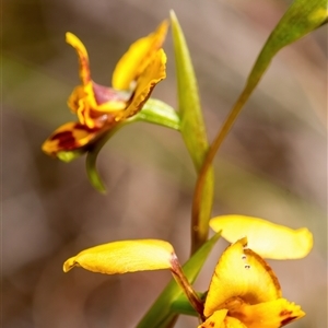 Diuris nigromontana at Bruce, ACT - 28 Sep 2024