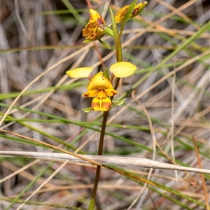 Diuris nigromontana at Bruce, ACT - 28 Sep 2024