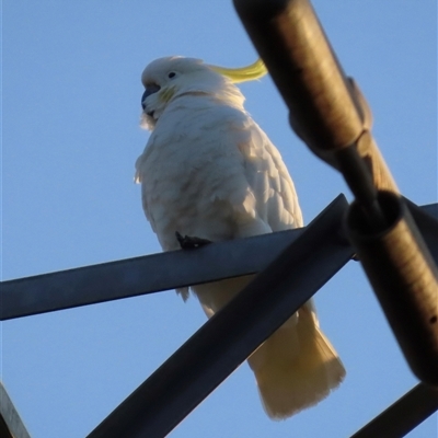 Cacatua galerita (Sulphur-crested Cockatoo) at Aranda, ACT - 28 Sep 2024 by lbradley