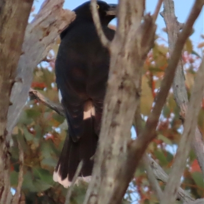 Strepera graculina (Pied Currawong) at Aranda, ACT - 28 Sep 2024 by lbradley