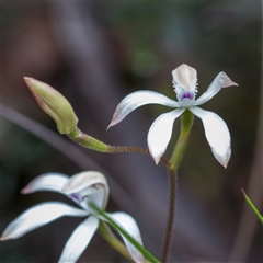 Caladenia ustulata (Brown Caps) at Aranda, ACT - 28 Sep 2024 by Cmperman