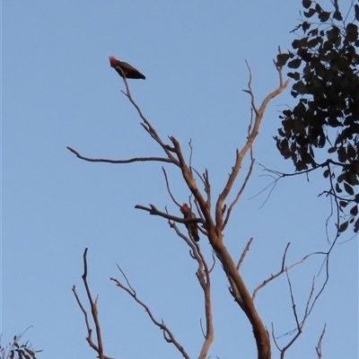 Callocephalon fimbriatum (Gang-gang Cockatoo) at Aranda, ACT - 28 Sep 2024 by lbradley